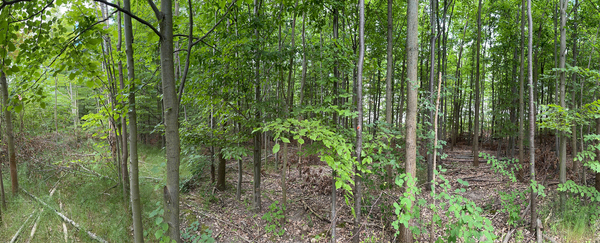 Bgmr ipn waldlandschaft1 klein format
